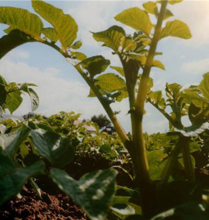 PepsiCo plans to nearly double its regenerative farmland in Canada